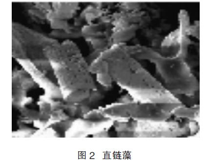 直鏈藻 中國粉體技術(shù)網(wǎng)