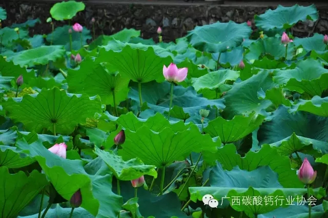 關(guān)于舉辦"2016年廣西碳酸鈣千億元產(chǎn)業(yè)總裁研修與技術(shù)培訓班"的通知（第二輪正式通知）