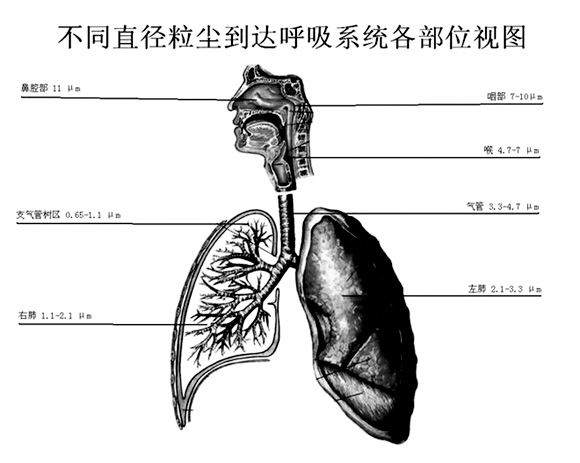 橄欖石、直閃石、透閃石以及二氧化硅顆粒中會(huì )造成胸膜瘤。