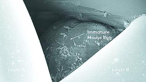 2017年世界十大科技進(jìn)展