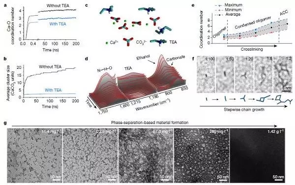 浙大最新Nature:碳酸鈣變“形”記